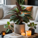 Pet Safe Indoor Plant Styling